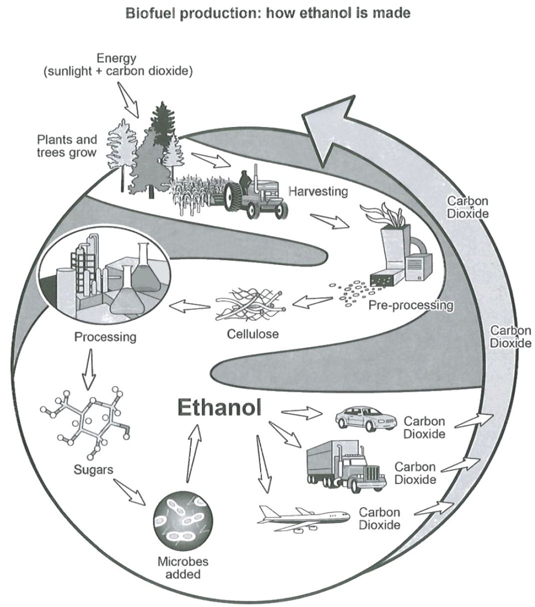 Biofuel production: how ethanol is made